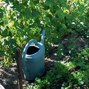 denver watering service