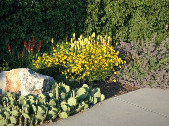 xeriscape denver