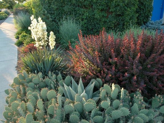 denver xeriscape