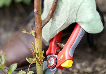 October is a Time for Pruning