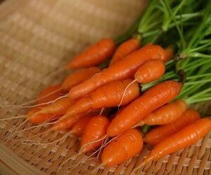 Best Container Vegetables for Winter Gardens
