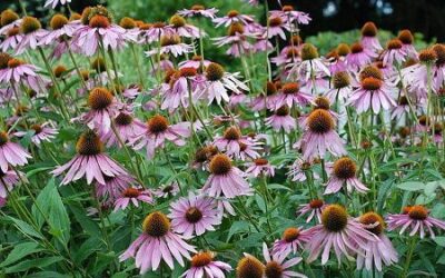 Gorgeous Plants for Landscape Edging