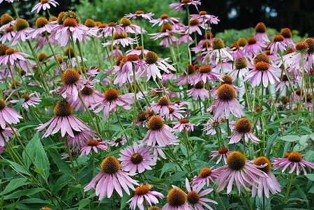 purple coneflowers 