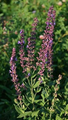 salvia nemorosa 