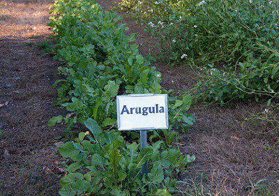 arugula 