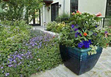 Celebrate the Holidays with a Festive Container Garden