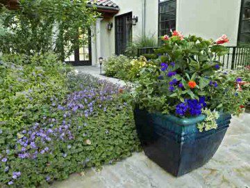 Celebrate the Holidays with a Festive Container Garden