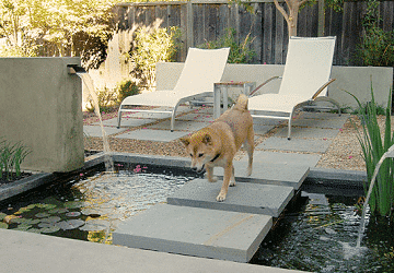 Can Your Dog Dig It? Pet Inspired Gardens & Landscapes