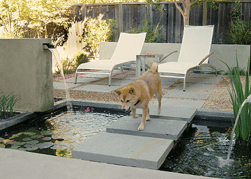 Can Your Dog Dig It? Pet Inspired Gardens & Landscapes