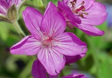 Top Native Flowers of Colorado