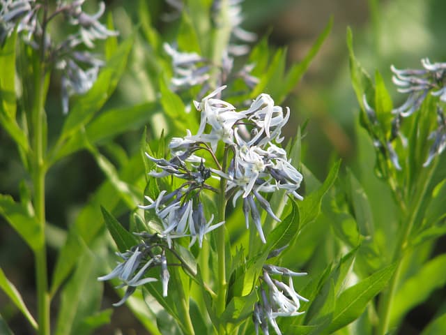 Top Native Flowers of Colorado