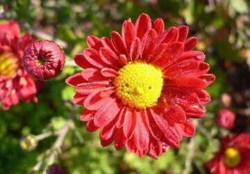 Top Plants & Flowers for Butterfly Gardening