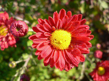 Top Plants & Flowers for Butterfly Gardening