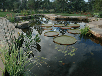 Essential Tips for Incorporating Water Sounds Into Your Garden