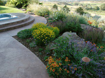 Gorgeous, Low Maintenance Plants Great for Xeriscapes