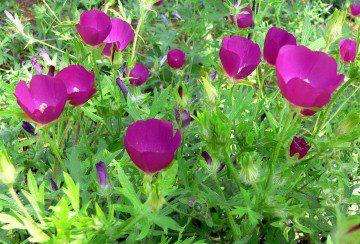 Plant Highlight: The Poppy Mallow Flatters Xeriscaped Lawns