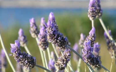 Lavender: Colorful, Fragrant, & Great for Xeriscapes
