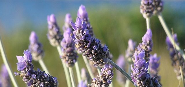 Lavender: Colorful, Fragrant, & Great for Xeriscapes