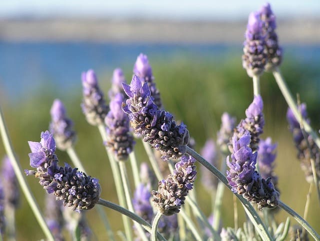 Blog Featured – Lavender: Colorful, Fragrant, & Great for Xeriscapes