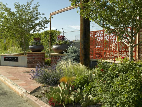 Decorative Design Features for the Summer Xeriscaped Landscape