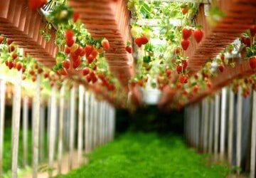 Adaptable Fruits & Vegetables for Your Landscape