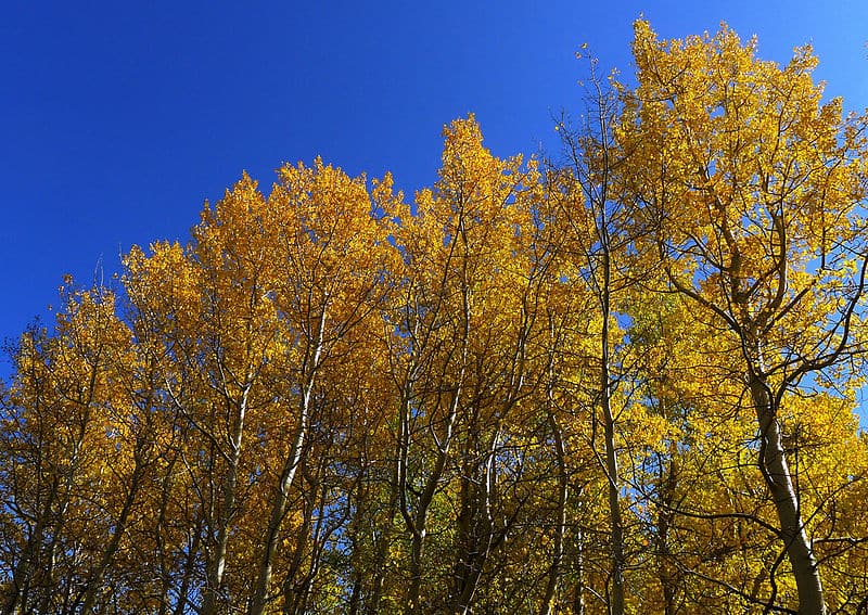 Best Trees for Denver