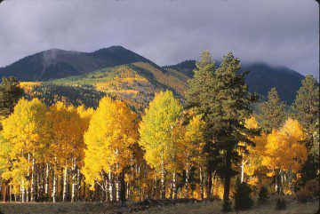 The Quaking Aspen: Is It Right For Your Landscape?