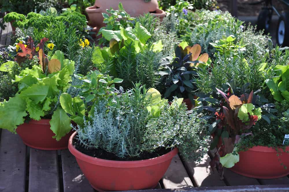 container garden