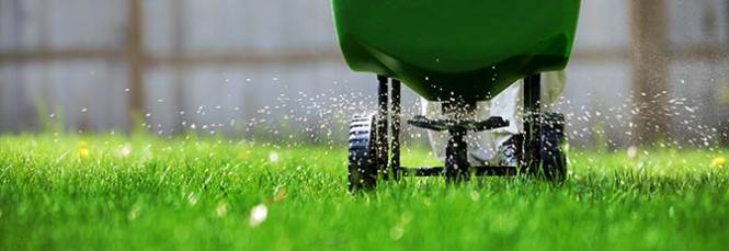 fertilize your lawn