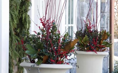 Fall and Winter Containers: Keep the Color Alive