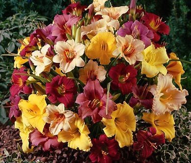 Daylily petite profusion mix