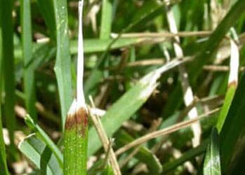Dealing With Yellow Grass
