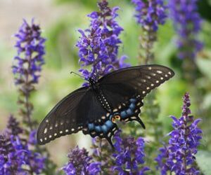 Bullet Proof Perennials