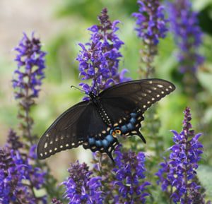 Bullet Proof Perennials