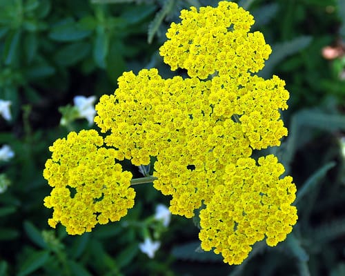 Moonshine Yarrow