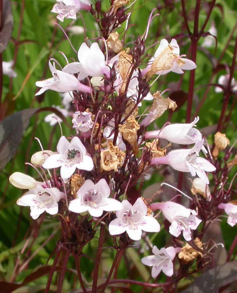 Red Husker Penstemon