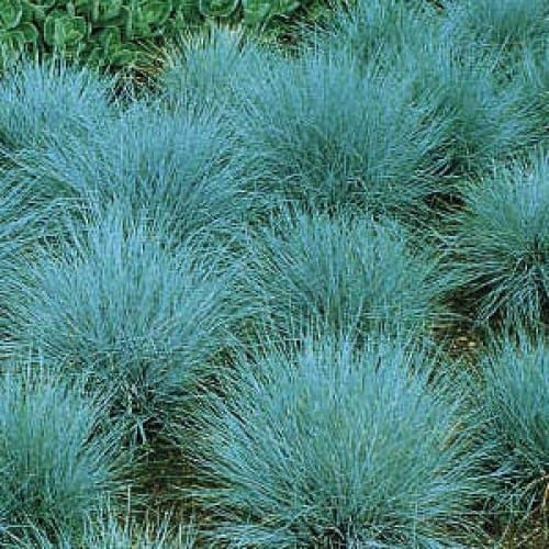 Blue Fescue Grass -7-14-16