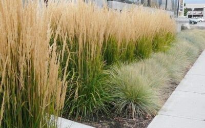 Gorgeous Grasses To Design With