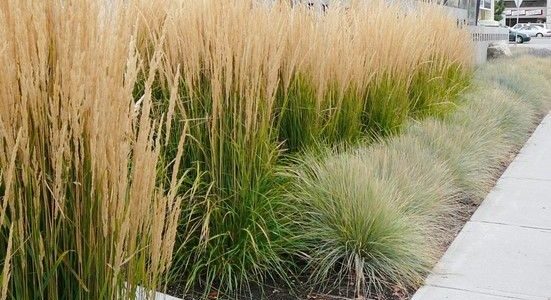 Gorgeous Grasses To Design With