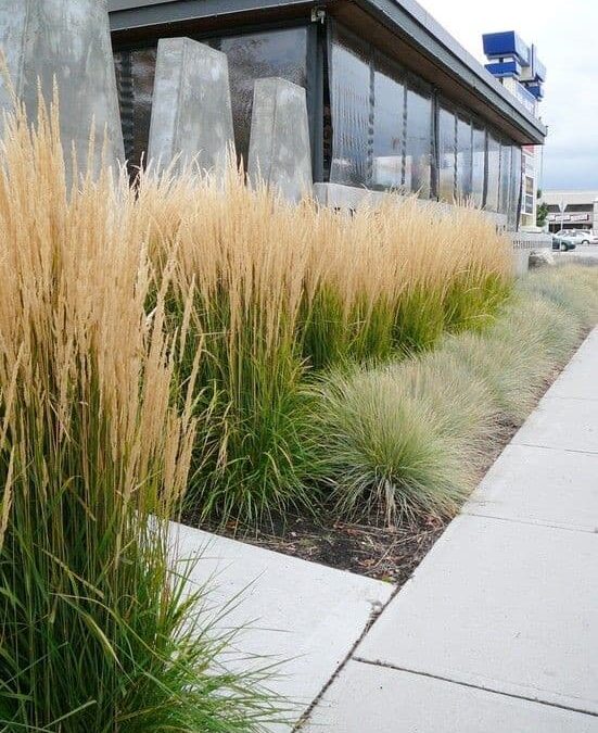 Gorgeous Grasses To Design With