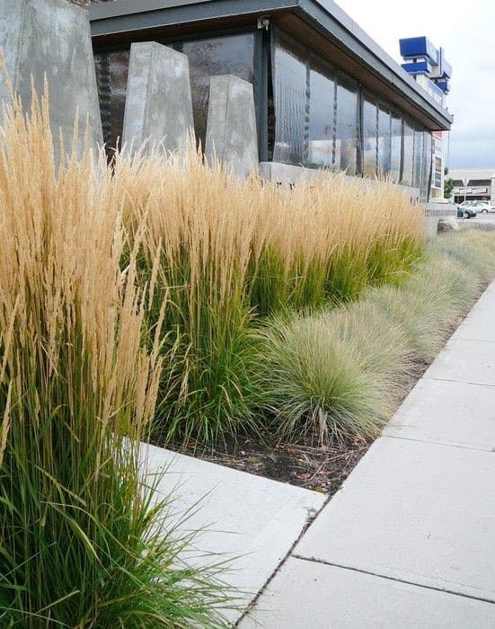 Blog Featured – Gorgeous Grasses To Design With