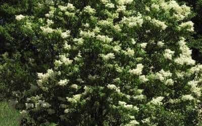 Amazing Trees for Colorado