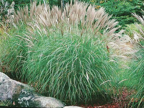Miscanthus grass -7-14-16