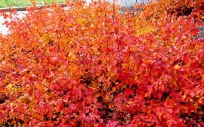 Stunning Shrubs For Your Landscape