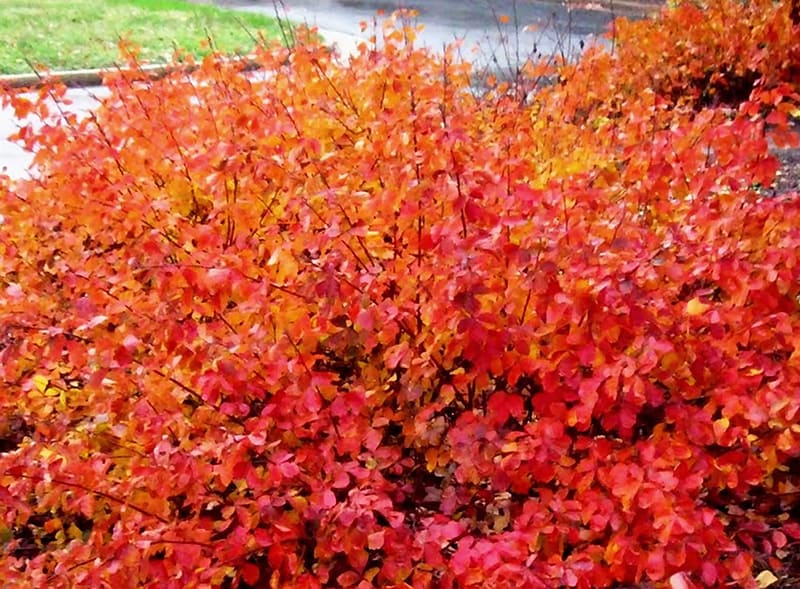 Gro-Low Fragrant Sumac