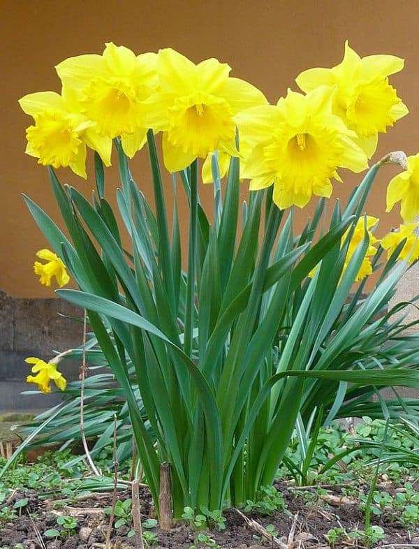 LifeScape Daffodils