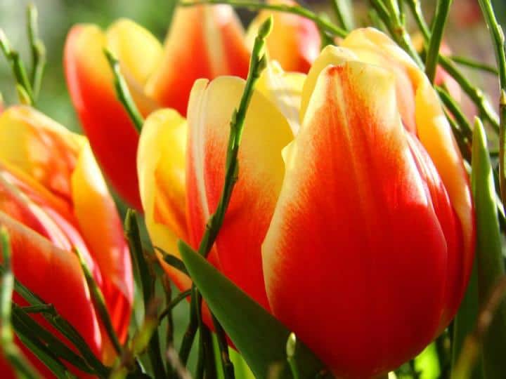 LifeScape Tulips II
