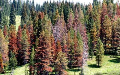 Protecting Your Trees from Beetles and Disease