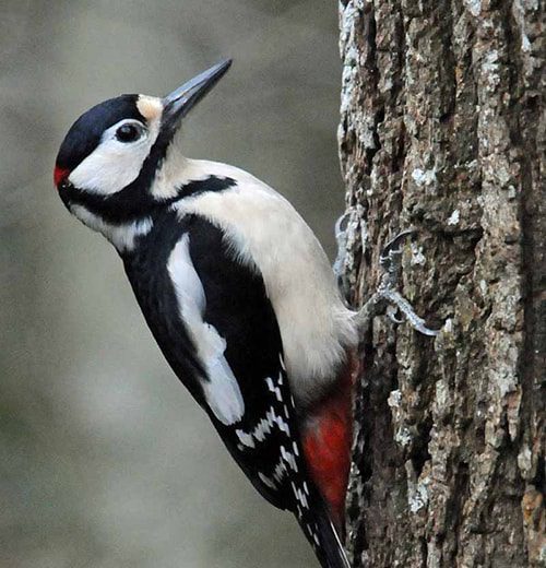 Woodpecker