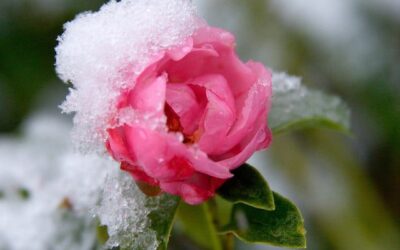 Landscape Winter Watering Tips